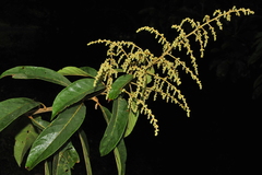 Meliosma simplicifolia subsp. pungens